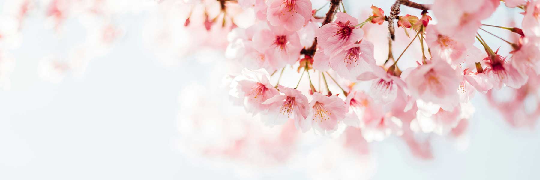 Close-up of pink cherry blossom flowers on branches against a soft, light background.
