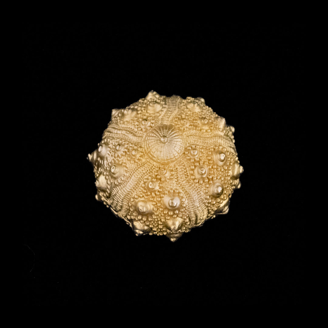 Image of the Michael Michaud Sea Urchin Nesting Box on a black background