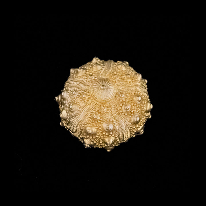Image of the Michael Michaud Sea Urchin Nesting Box on a black background