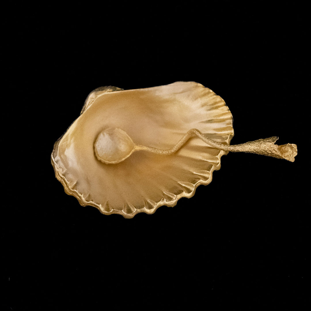 Image of the Michael Michaud Sea Shell Salt Dish on a black background