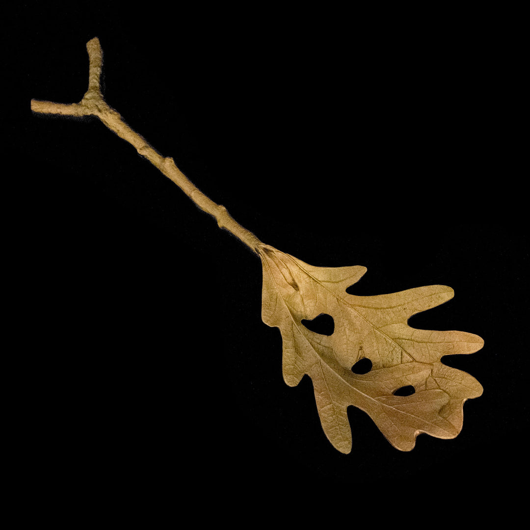 Image of the Michael Michaud Oak Leaf Pasta Server - Single on a black background