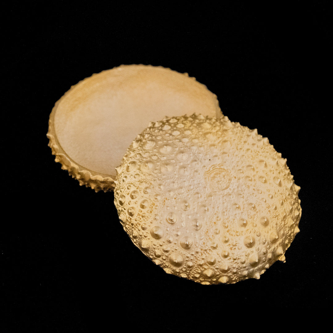 Image of the Michael Michaud Sea Urchin Box - Gold on a black background