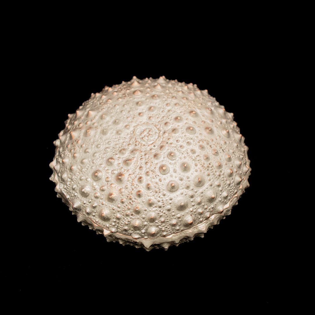 Image of the Michael Michaud Sea Urchin Box - Silver on a black background