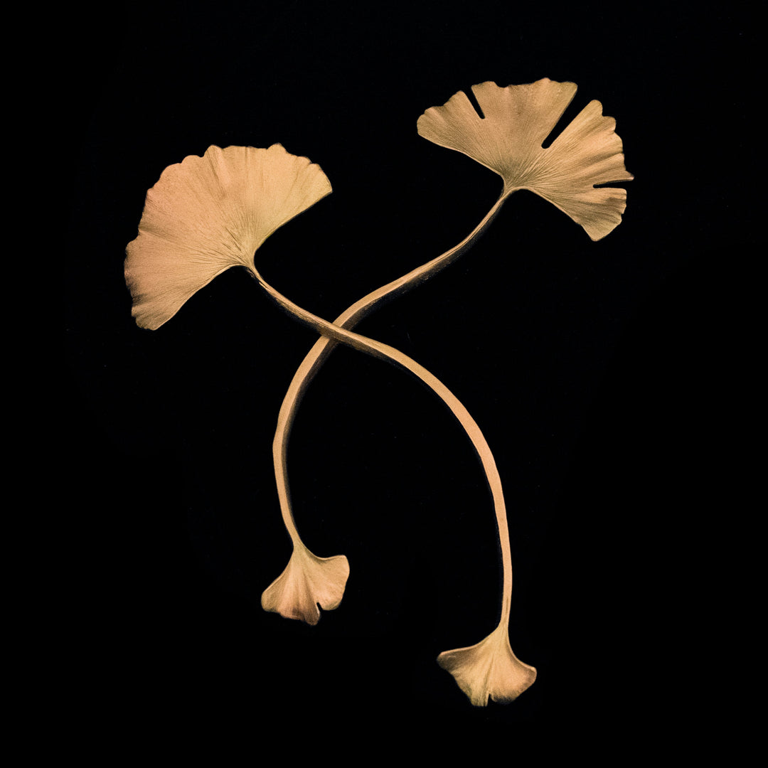 Image of the Michael Michaud Ginkgo Serving Set - Bronze on a black background